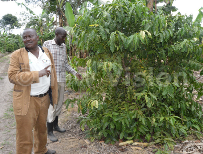  asamba showing off some of the coffee plants