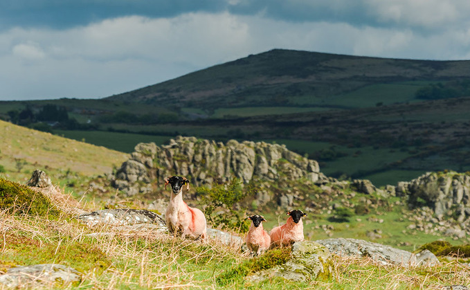 Farmer frustration over Dartmoor National Park's social media post 