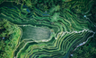 Rice terraces from above