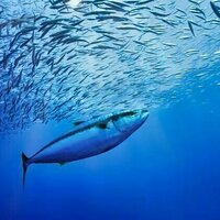The historic High Seas Treaty is almost reality. Here's what it would mean for ocean conservation