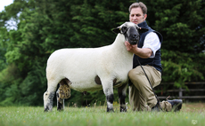 Shearling ram tops sale of Hampshire Downs at 2,550gns