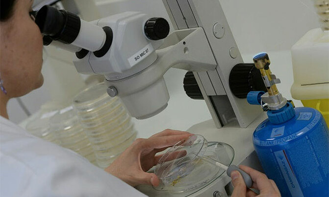 Human eggs grown to maturity in lab Human eggs grown to maturity in lab