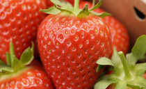 Strawberry season delayed but 'worth the wait', say growers