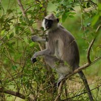 SRI LANKA-MINNERIYA-ANIMAL