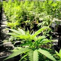 Opinion - Albert Lea has options to push back on Minnesota's weed law