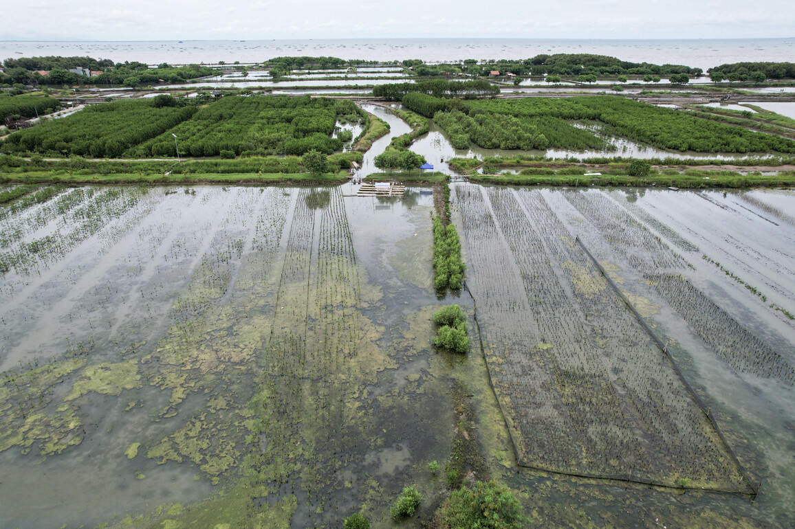 INDONESIA-BANTEN-MANGROVE RESTORATION