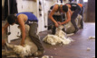 Shorn wool production is forecast to be 328mkg greasy or 2023/24.