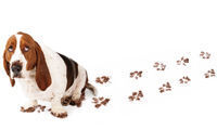Easy ways to pet-proof your home
