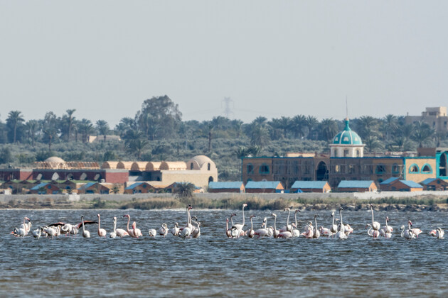EGYPT-FAYOUM-QARUN LAKE-FLAMINGOS