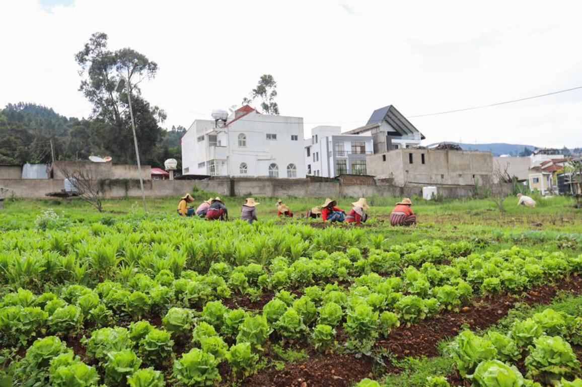 AU, Ethiopian officials highlight Africa-China cooperation in agriculture, food security