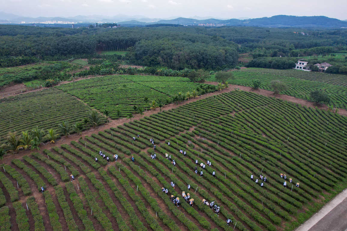 CHINA-HAINAN-BAISHA-INDUSTRIAL CROPS (CN)