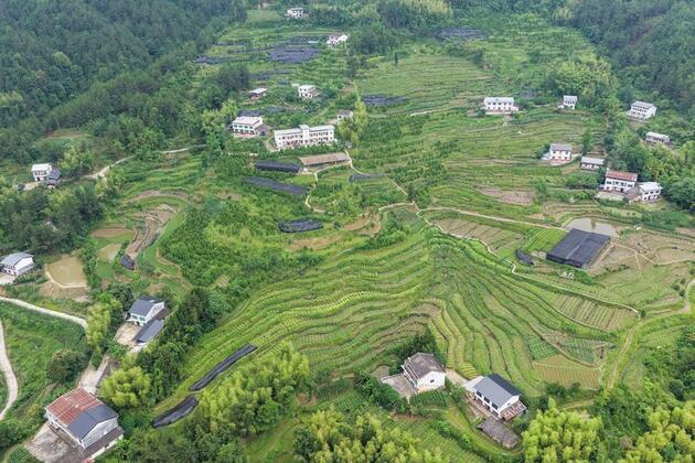 EcoChina | Conservation efforts revive endangered Thuja sutchuenensis in SW China's Chongqing