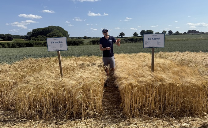How a hybrid barley variety contains three-pronged BYDV resistance
