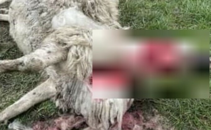 Auchincrieve Farm said it was heartbroken to see the aftermath of a dog attack on a ewe in Aberdeenshire