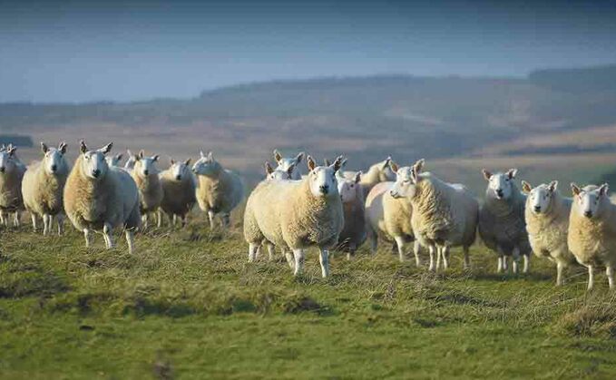 Research which claims sheep farmers should afforest their land 'fundamentally flawed'