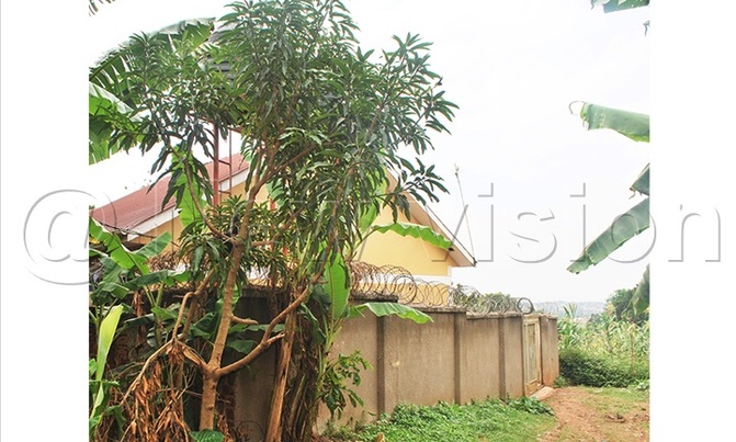 Trees you should not plant near your house Trees you should not plant near your house