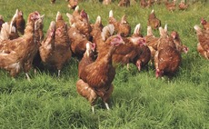 Scrupulous biosecurity is a must in wake of new bird flu cases