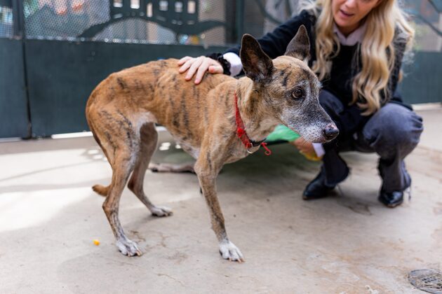 No charges filed yet in mass Julian animal rescue, but investigation continues