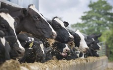  keen to quit supermarket milk contracts