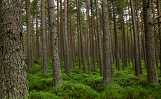 A forestry skills crisis is putting climate goals at risk
