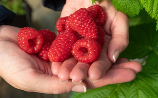 How an increased fibre focus could lift UK-grown raspberry sales