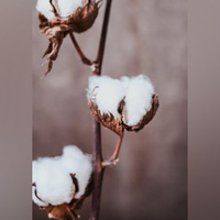 US poised to gain most from India's raw cotton import duty waiver: GTRI