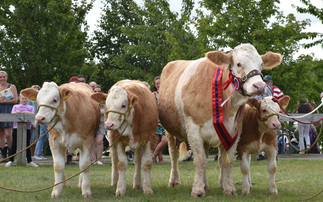 Great Yorkshire Show: Trixie-Belle and triplets take top honours in beef line-up