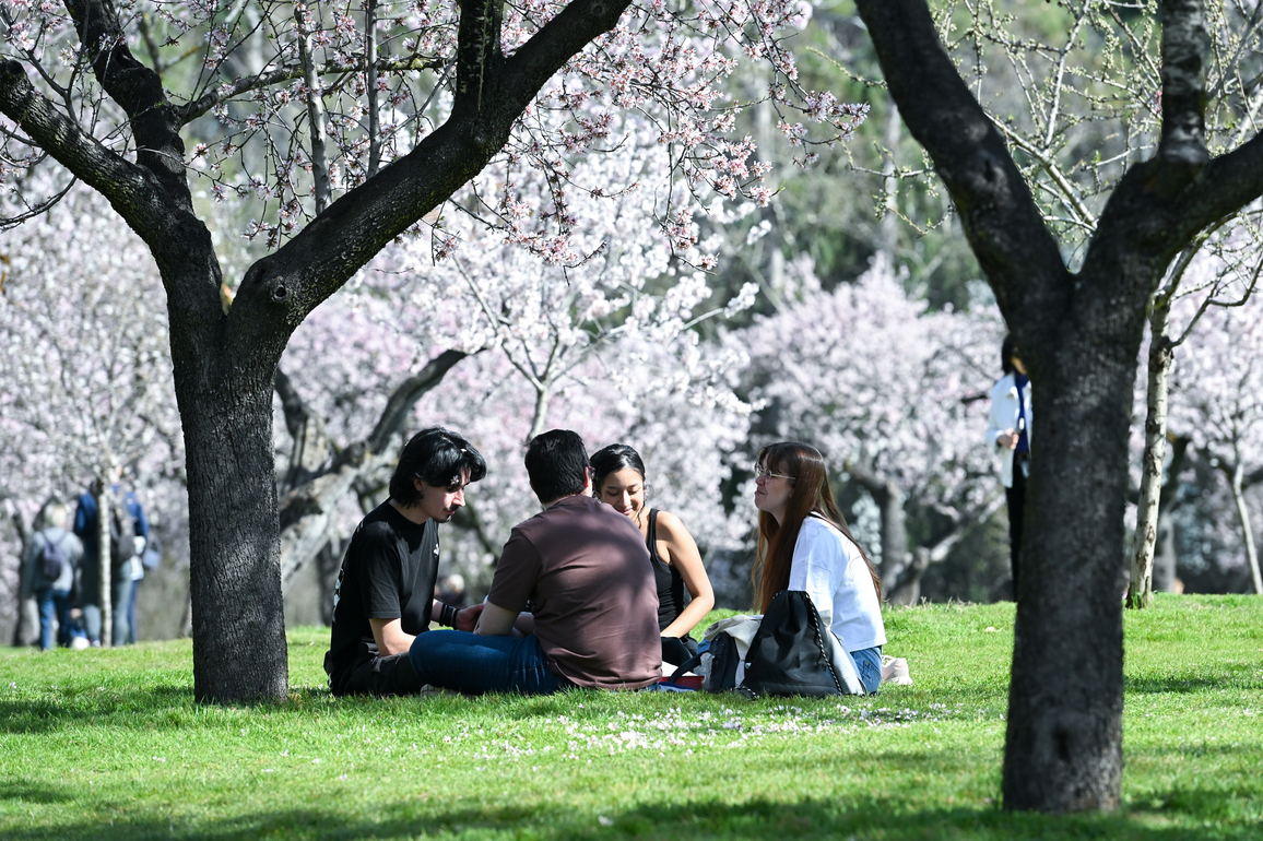 SPAIN-MADRID-ALMOND TREE-BLOSSOM