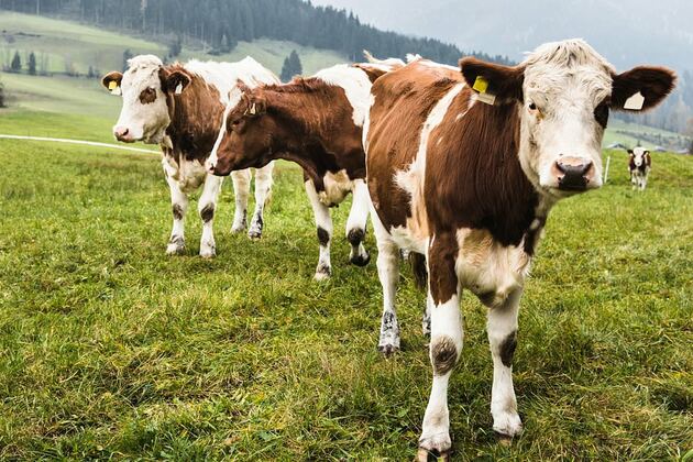 Robbers break into slaughterhouses to steal cow body part that&#39;s twice as valuable as gold