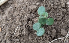 The Farmers Guardian Arable Podcast: Is oilseed rape making a comeback? 