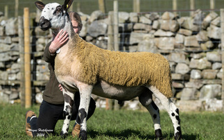 Steel flock tops Bluefaced Leicesters at £45,000