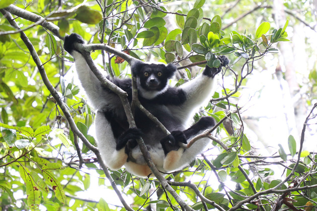 MADAGASCAR-ANDASIBE NATIONAL PARK-LEMURS