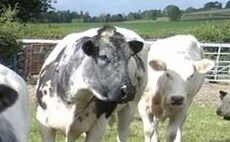 Farmer raises more than £80,000 for charity with British Blue herd