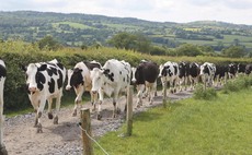 UK Dairy Day: Breeding for healthier feet