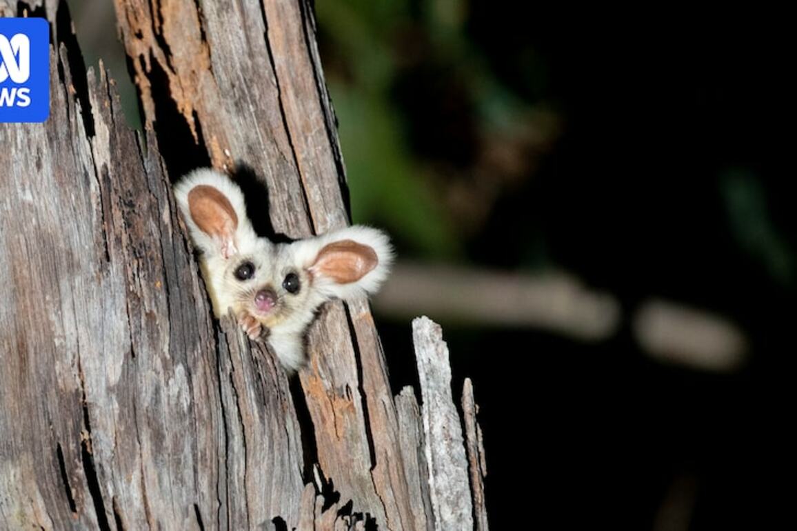 Conservation group cleared to take legal action against NSW Forestry Corp