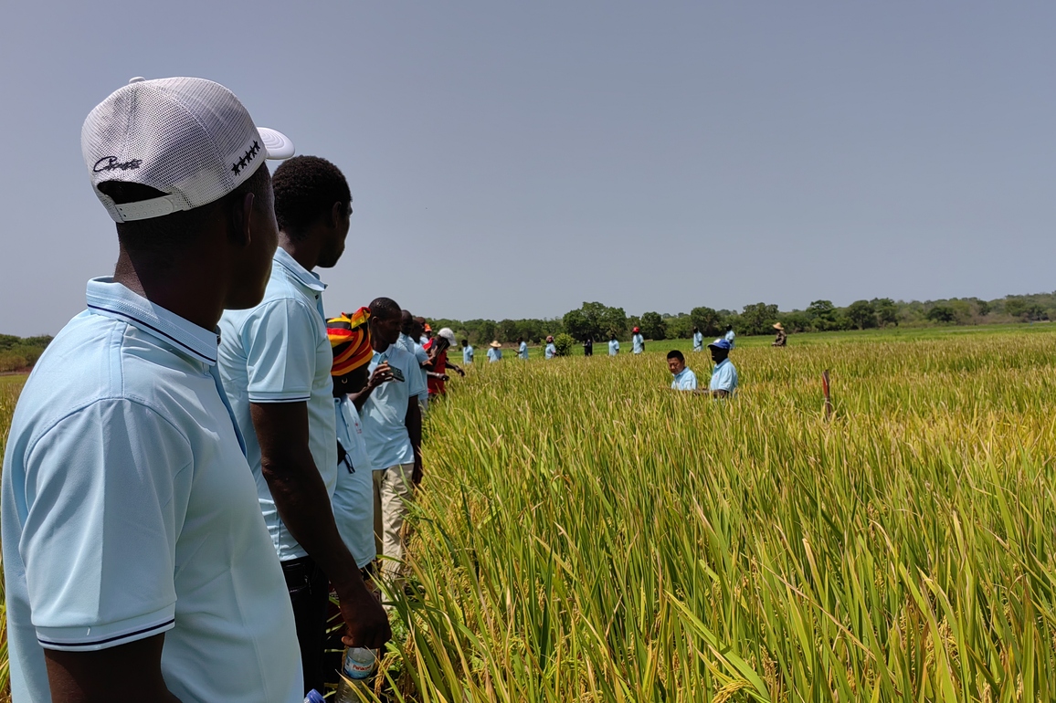 GUINEA-BISSAU-BAFATA-CHINESE AGRICULTURAL EXPERTS-CULTIVATION-TRAINING