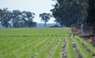  GRDC-funded research is looking at non-chemical weed control methods.