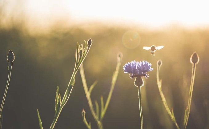 Young Farmer Focus: Charlotte Taylor - 'I would not have been able to launch my floristry business without the skills I learnt and the confidence I gained at Young ż.'