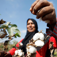 Pakistan's cotton output plunges 30pc, Sindh records sharpest fall: PCGA