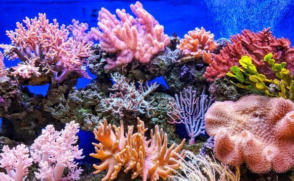 Japan's Coral launches $25m growth fund