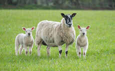 Bluetongue cases in Wales climb past 100