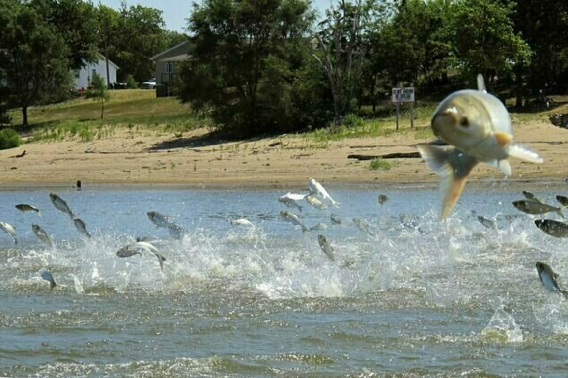 Invasive carp threaten the Great Lakes - and reveal a surprising twist in national politics