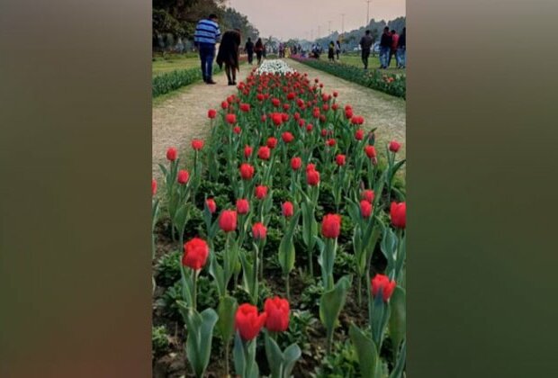 "Tulips are witness of good relations between two countries", says Netherlands envoy on attending Delhi's Tulip festival