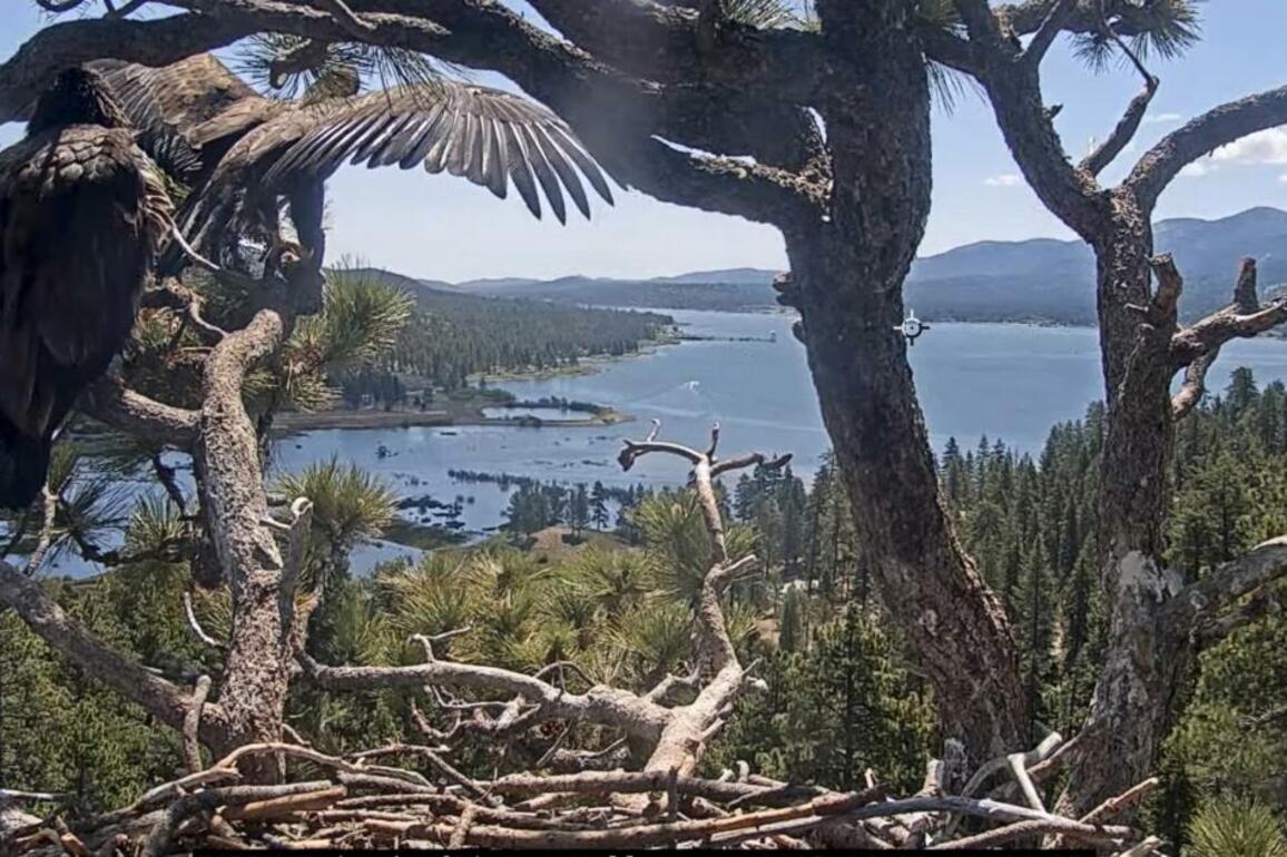 Big Bear eaglet Sunny flies the nest. See the bittersweet moment
