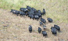 Calls for feral pig support 