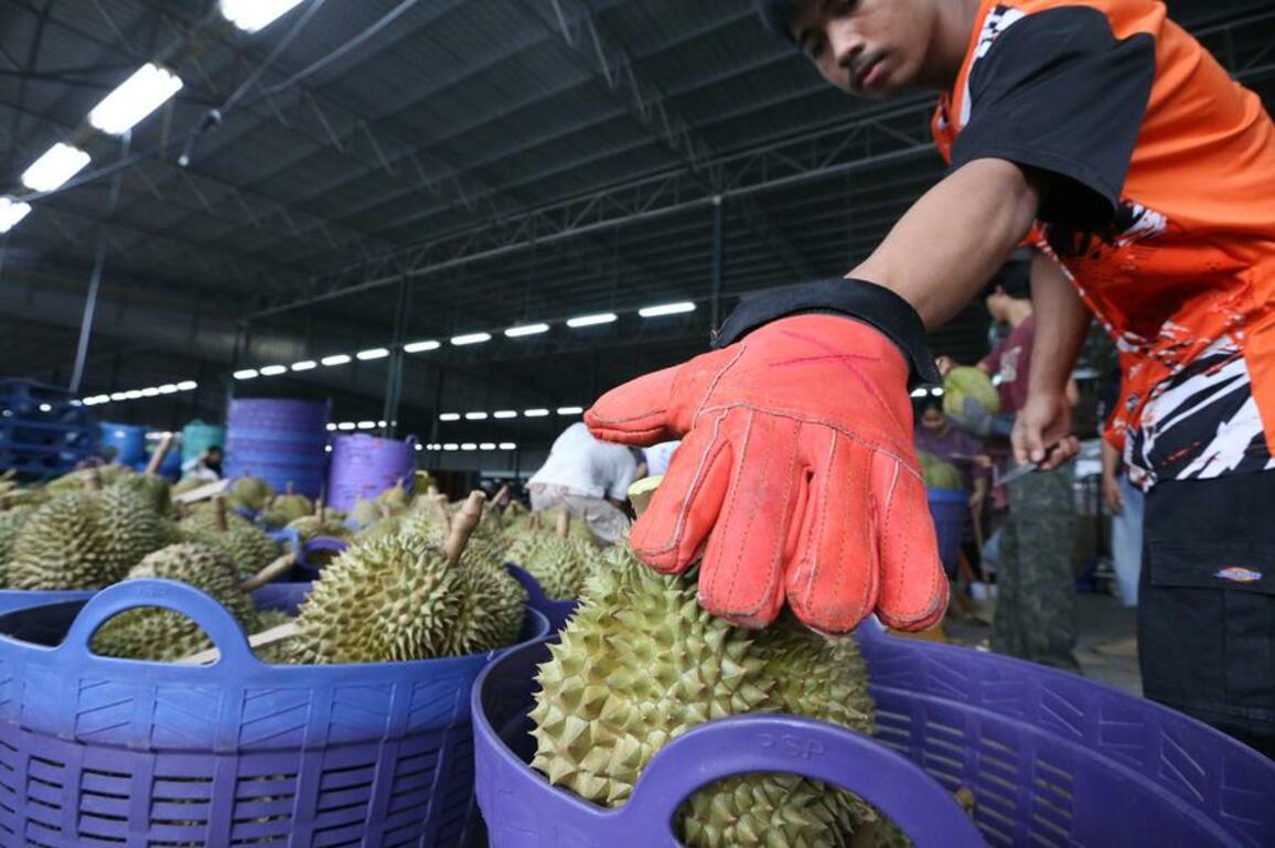 Asia Album: Happy durian harvest in Thailand