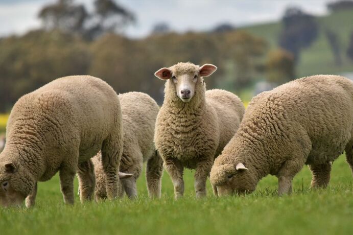 A trial underway in northern Victoria will help determine whether feed additives can meaningfully reduce sheep methane emissions, without compromising productivity or meat quality. 