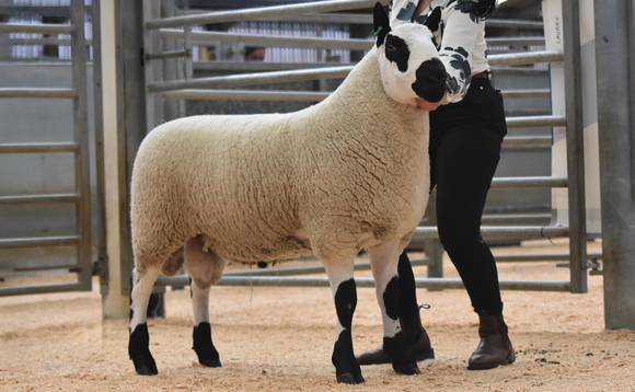 Auction mart sales round up: Lanark Kerry Hills sell to 7,800gns; Kirkby Stephen Mule gimmer average up;  Luing bull tops Working Genes production sale at £17,250