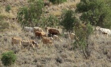  Rehabilitated grazing land at Glencore's Rolleston mine site in Queenaland.