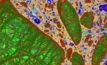  QEMSCSAN can also provide bulk model analysis, chemical assays for minerals, and particle maps